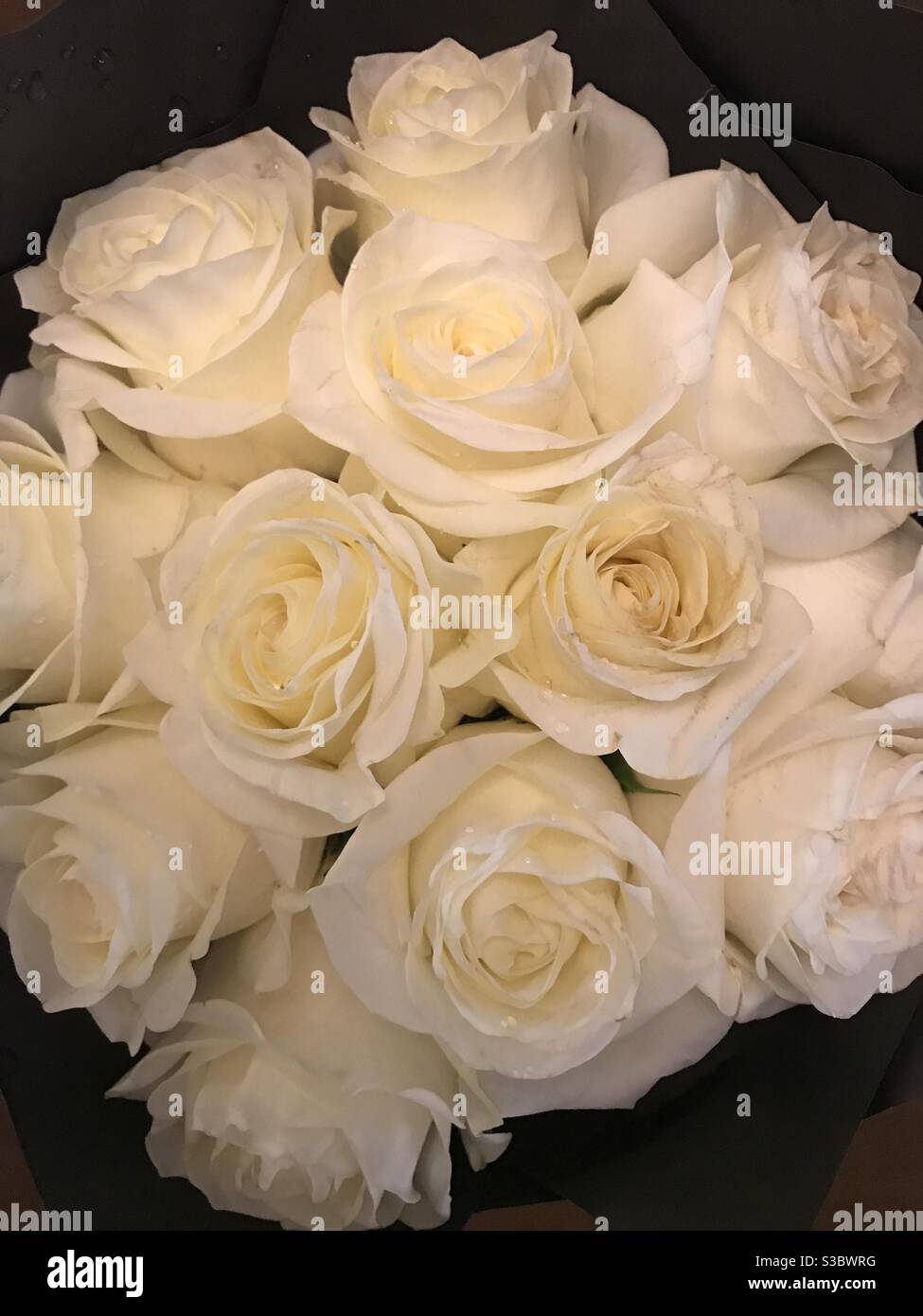 Closeup image of a fresh bouquet of white roses - Smartphone Captured Stock Image