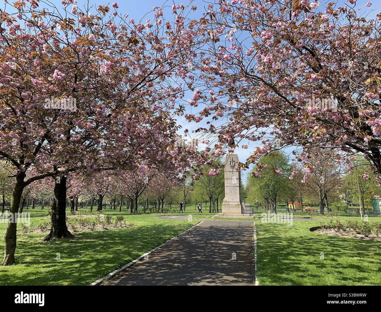 Cherry blossoms in Victoria Park, Glasgow Stock Photo Alamy