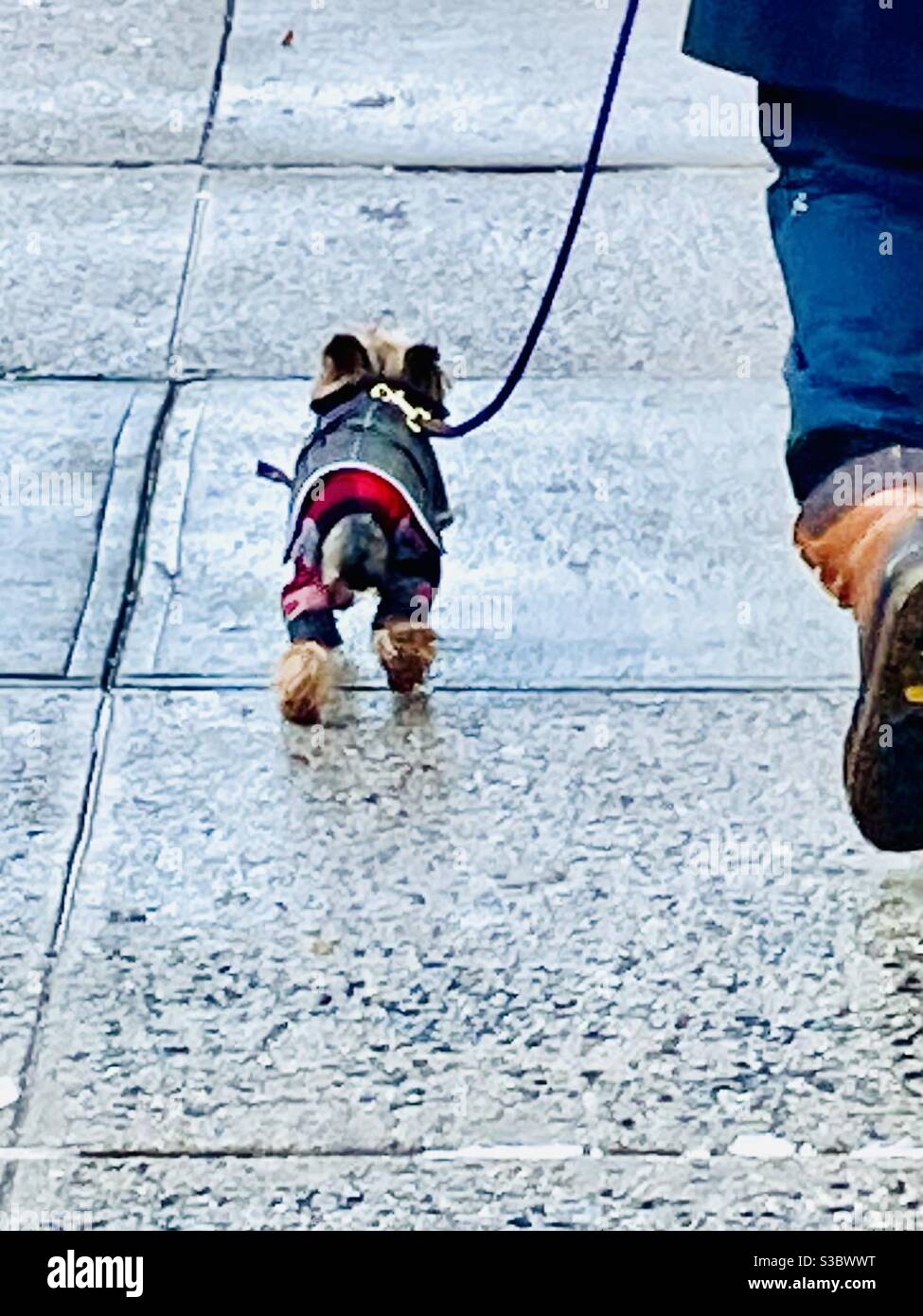 Snow boots on a cute little dog walking his person in New York City Stock Photo Alamy