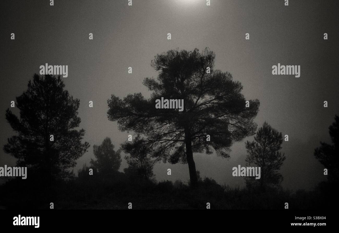 Sunshine through Pine trees on a foggy day, Catalonia, Spain. - Smartphone Captured Stock Image