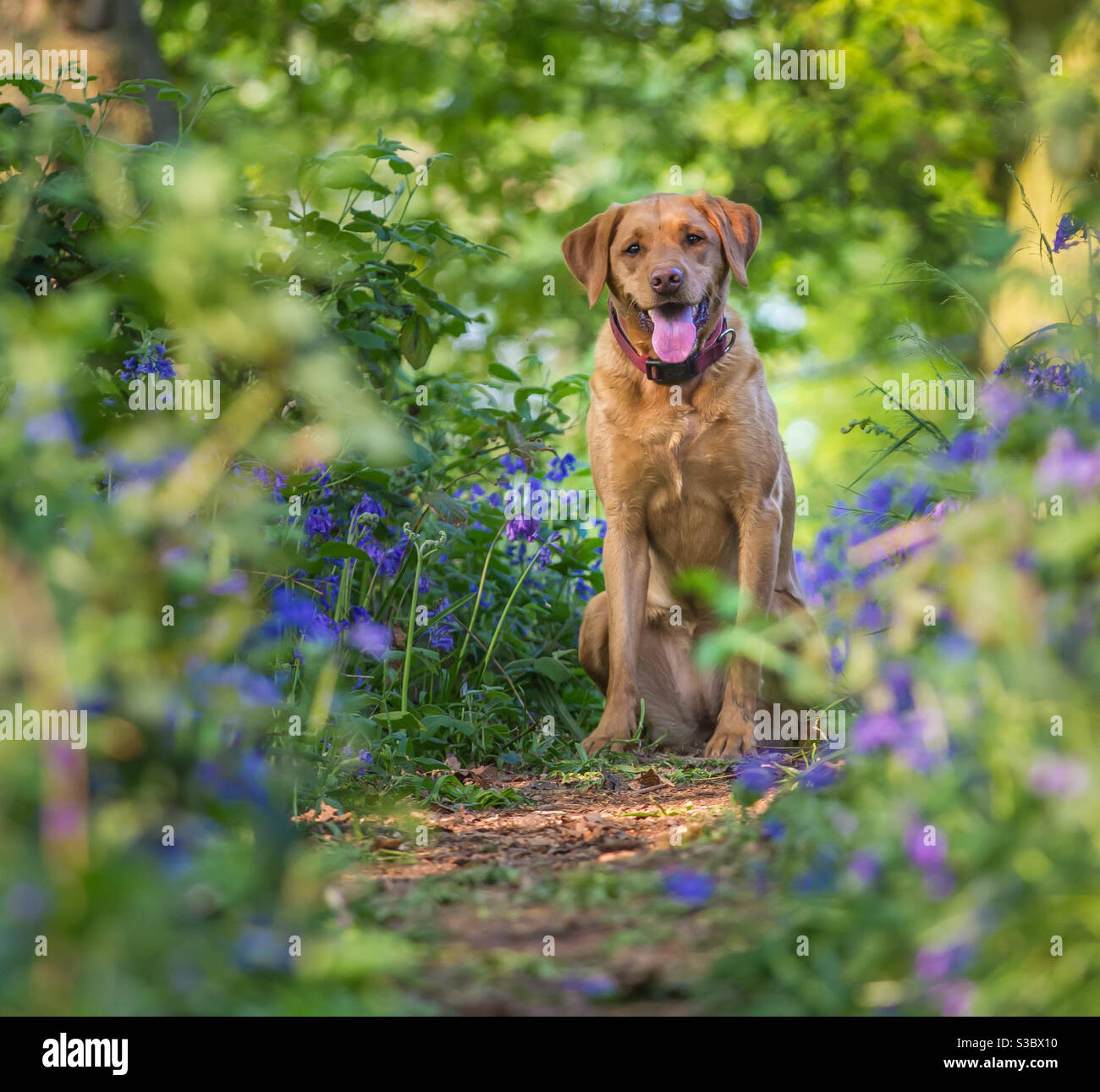 A cute yellow labrador retriever dog sitting in woodland amongst bluebells and flowers Stock Photo