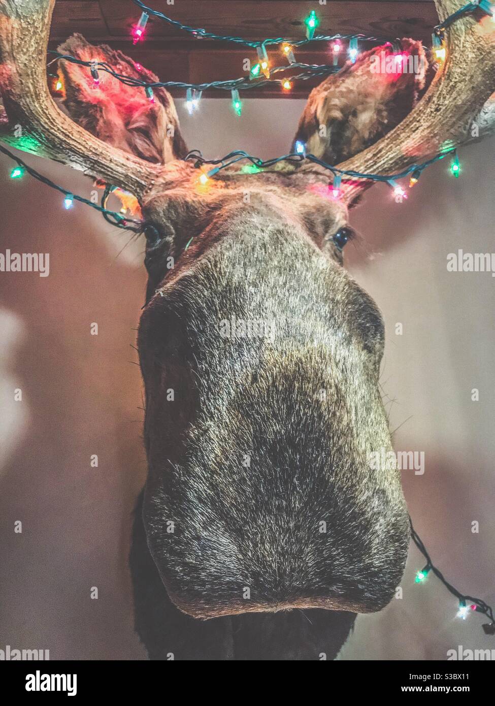 Moose head with Christmas lights Stock Photo