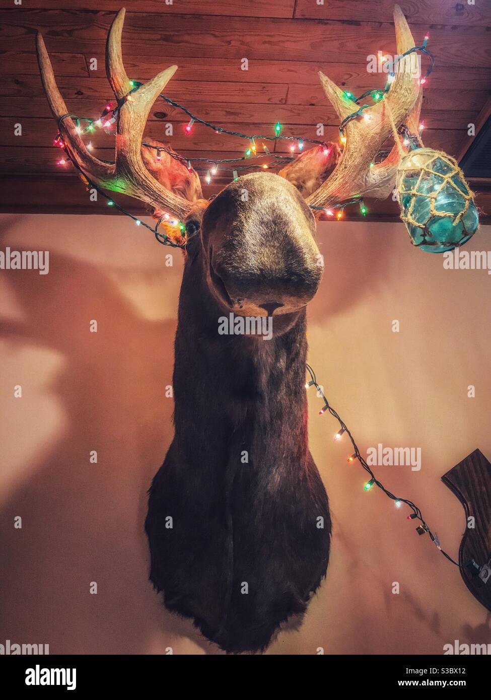 Christmas lights on moose head Stock Photo