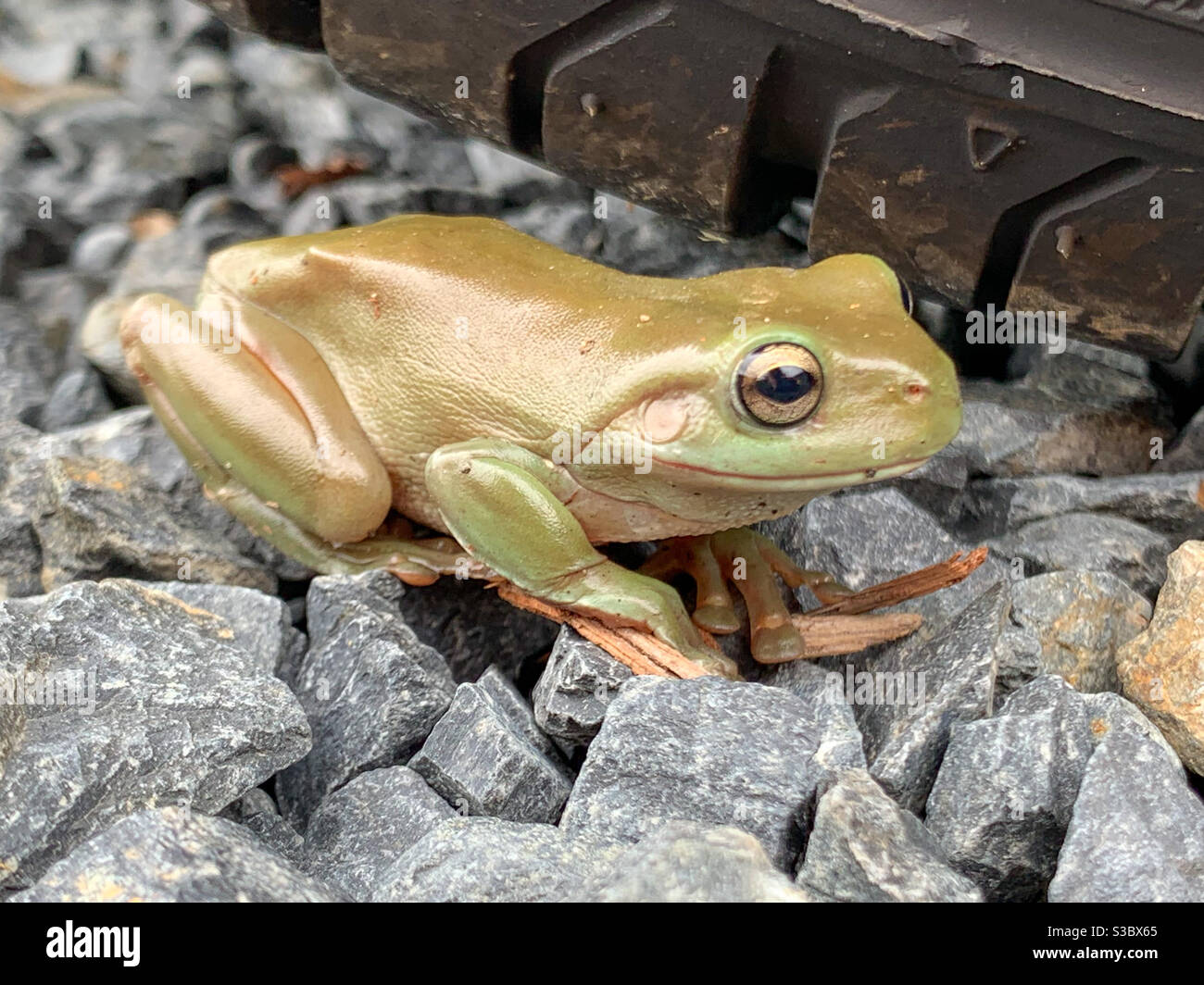A shiny little bronze Green tree frog on the stones on the ground near a car tyre - Smartphone Captured Stock Image