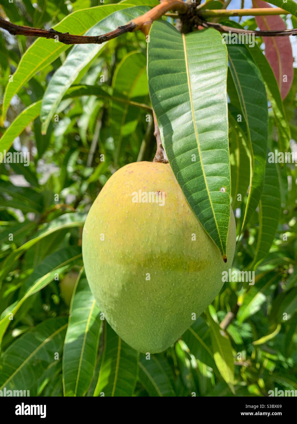A mango ripening in a tree, NSW Australia Stock Photo Alamy