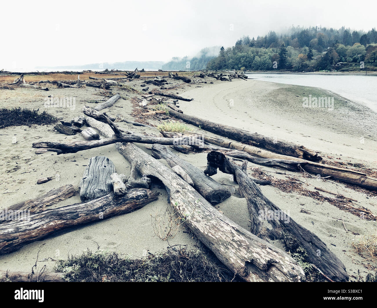 Washed out driftwood as leading lines on an empty beach on Whidbey Island, Pacific northwest Stock Photo