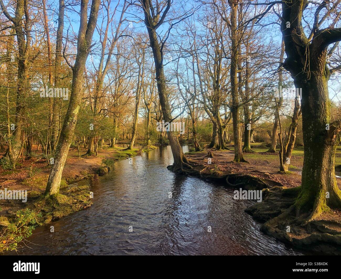 Ober water in the New Forest National Park in Autumn Stock Photo