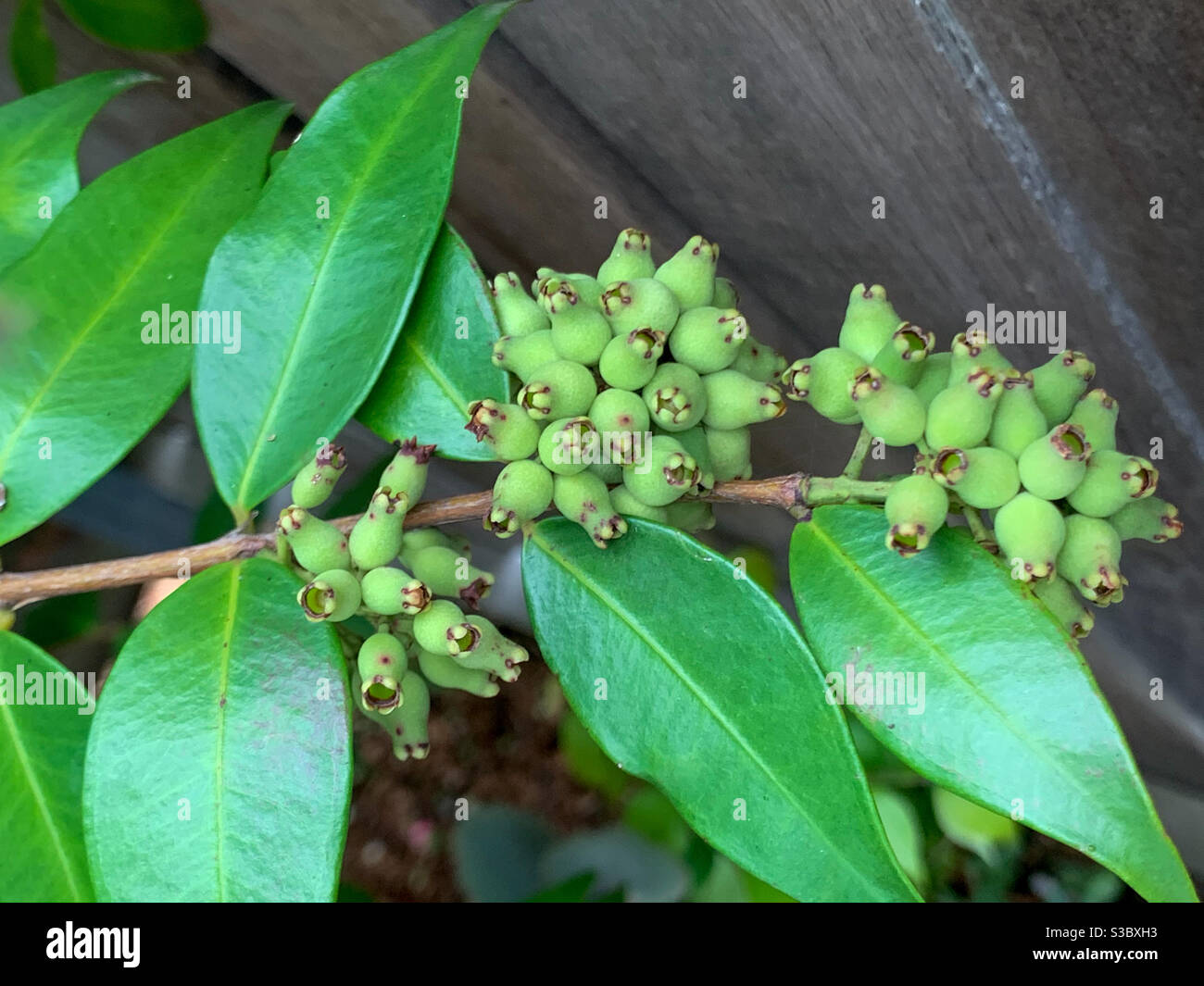 Lilly pilly berries hires stock photography and images Alamy