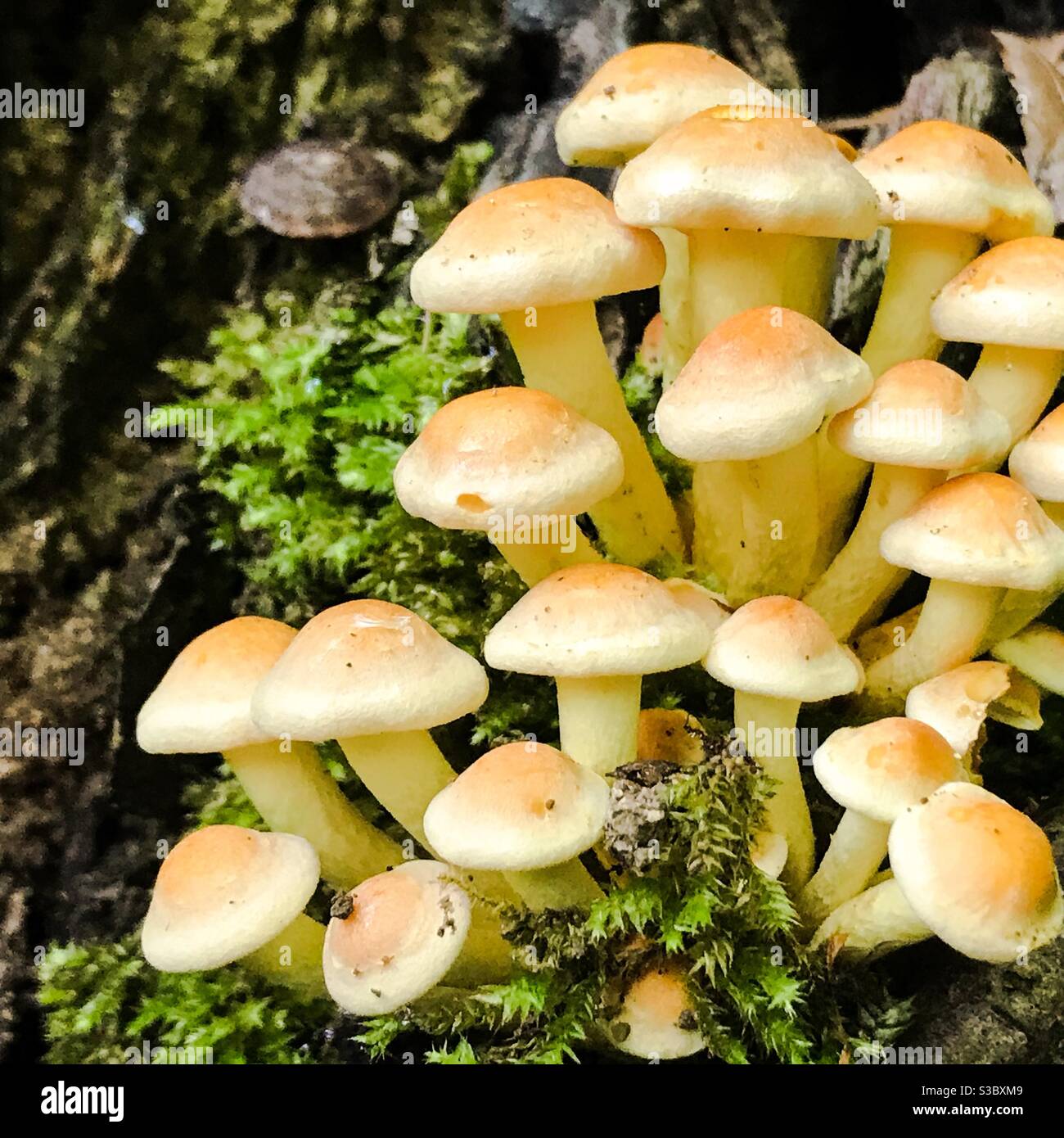 A group of bright yellow mushrooms on a tree mossy trunk Stock Photo ...