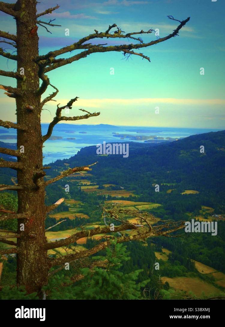 Tree with a view hi-res stock photography and images - Alamy