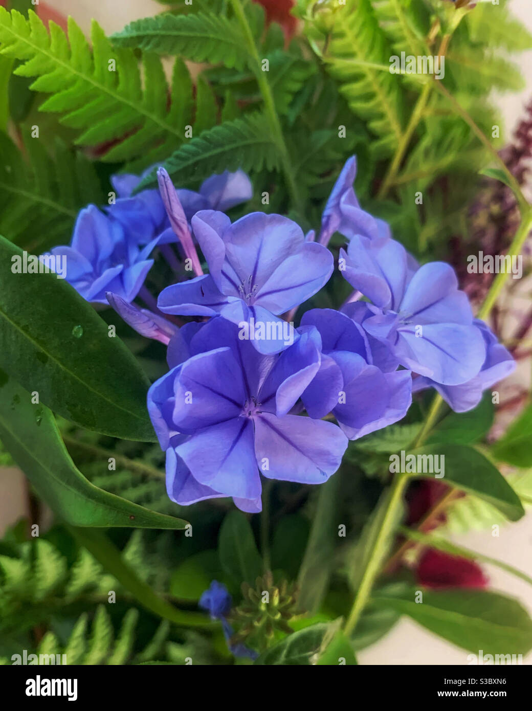 Blue plumbago flowers against green foliage - Smartphone Captured Stock Image