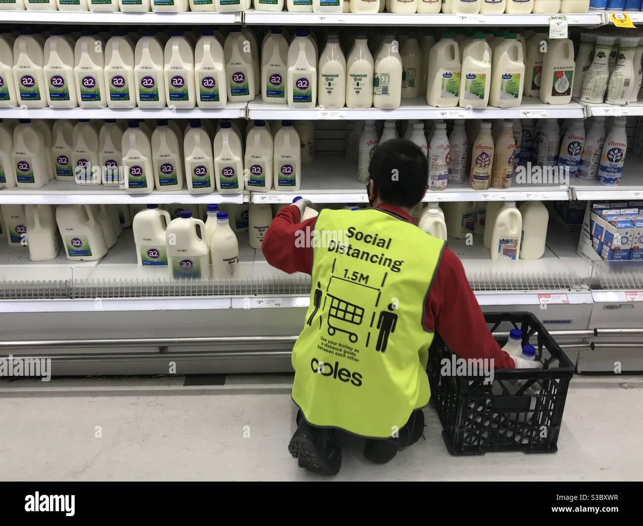 A worker in Coles supermarket restocks milk during the COVID-19 (coronavirus) pandemic wearing a social distancing vest. Stock Photo