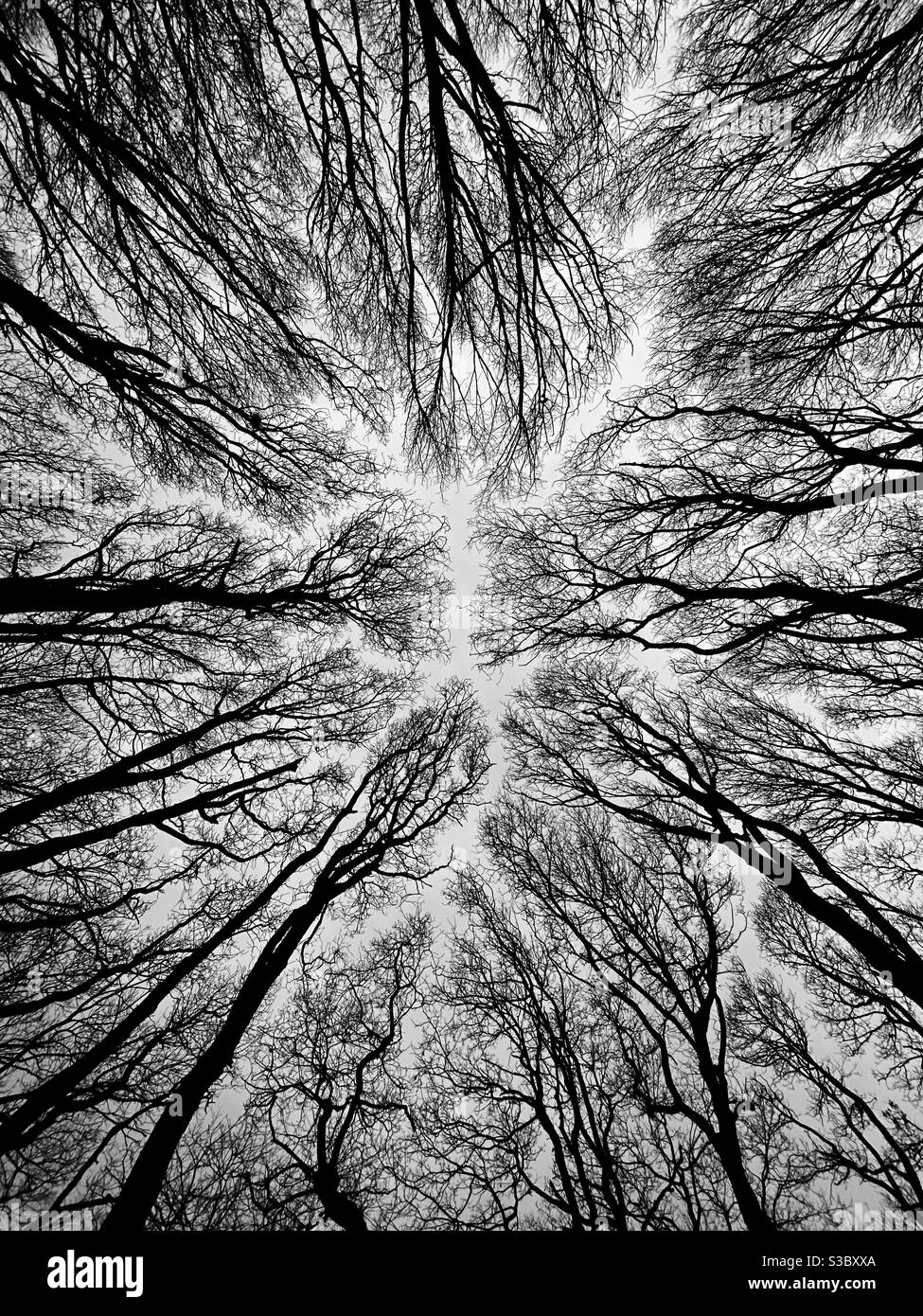 Looking up at Bare winter trees Stock Photo