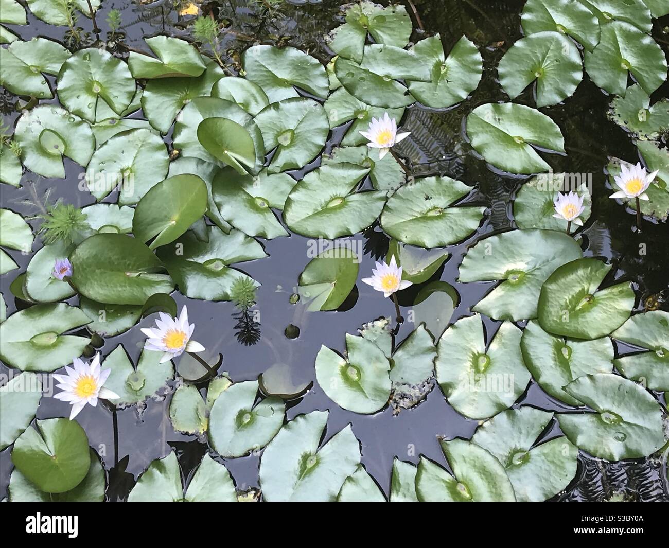 Lilly pads in Bali Stock Photo Alamy
