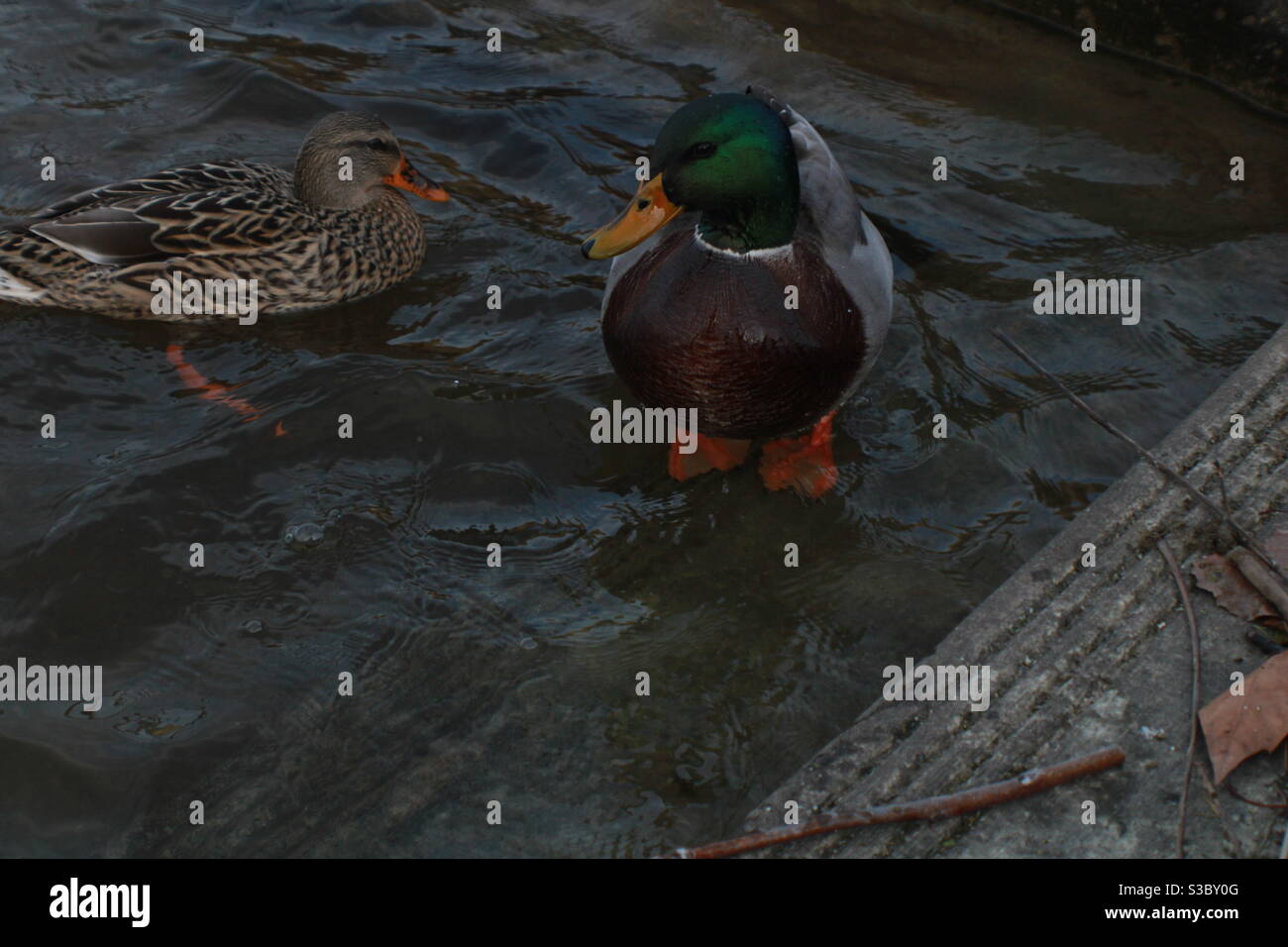 Two mallard ducks posing Stock Photo