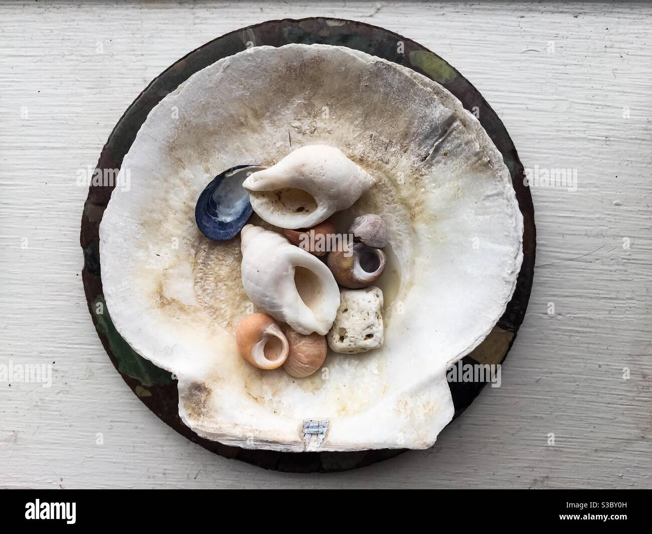 Small Shells arranged in a Pecten Maximus shell, Nova Scotia, Canada. Artful arrangement of ocean’s tiny offerings. Unadorned nature. Stock Photo