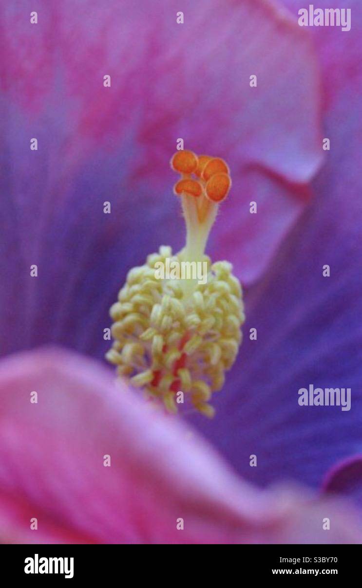 Pink yellow hibiscus hi-res stock photography and images - Alamy