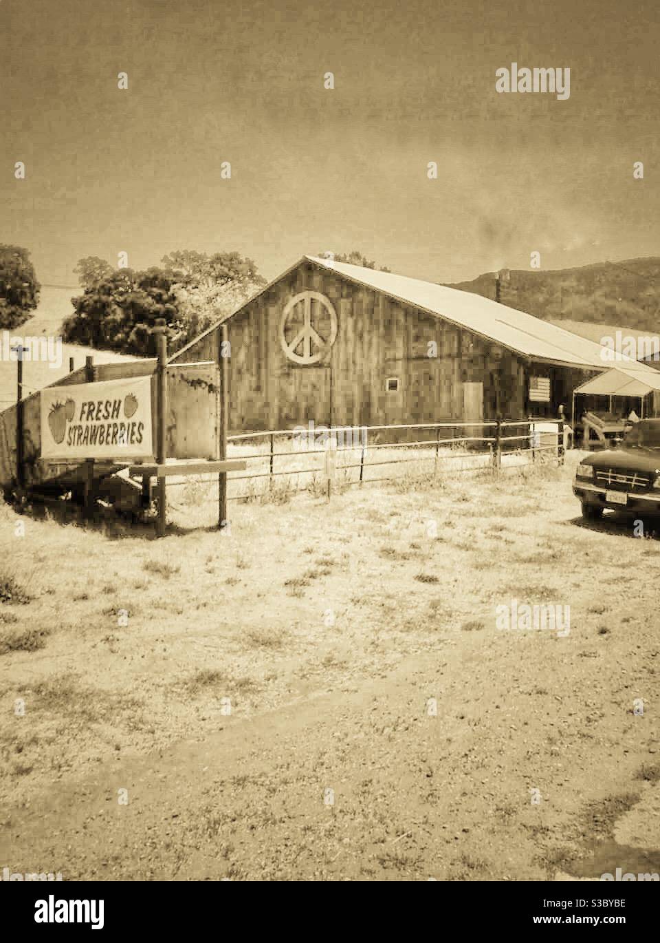 Sepia-toned photo of an old barn with a new peace sign, a vintage Fresh Strawberries sign & an old truck complete the feel of old-fashioned rural lifestyle with a quirky 60s touch to the landscape. - Smartphone Captured Stock Image
