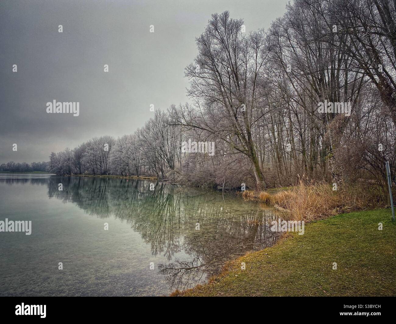 Trees around lake Feringasee in Munich area on a dark winter day, Germany. - Smartphone Captured Stock Image