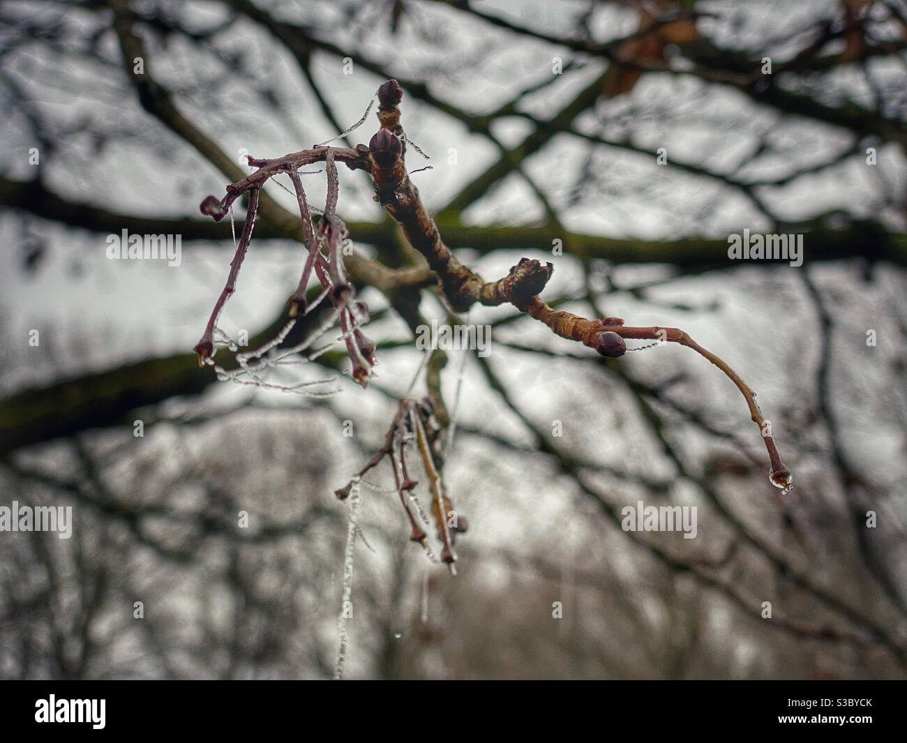 Branch covered by frost detail near lake Feringasee in Munich area, Germany. - Smartphone Captured Stock Image