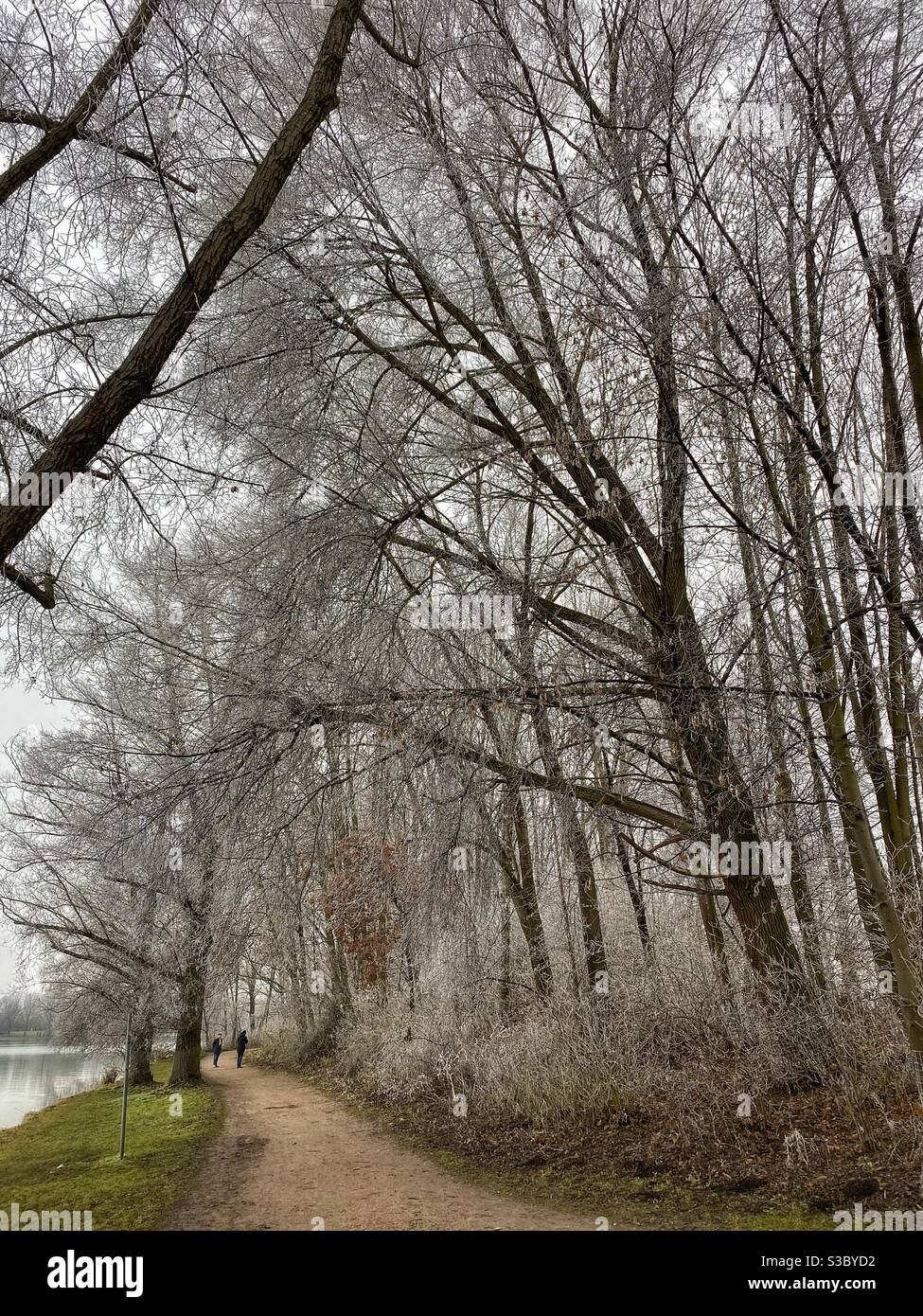 Trees covered by frost on a walk around lake Feringasee in Munich area, Germany. - Smartphone Captured Stock Image