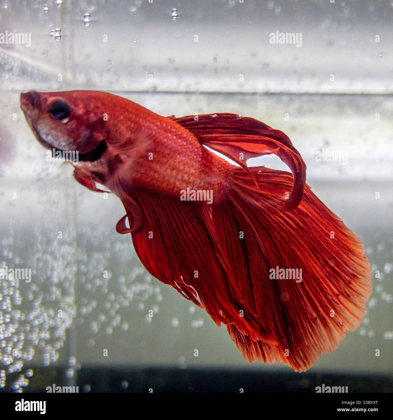 Red male betta Siamese fighting fish in tank displaying fins Stock Photo