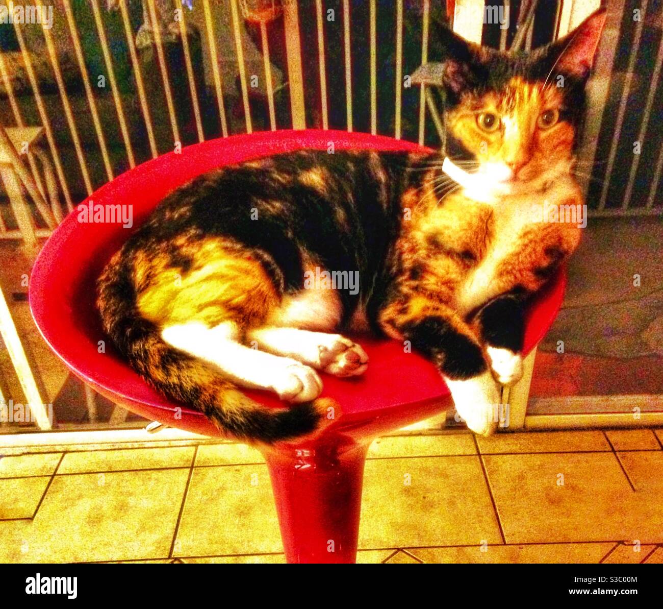 Calico cat chillin’ on a red barstool. - Smartphone Captured Stock Image
