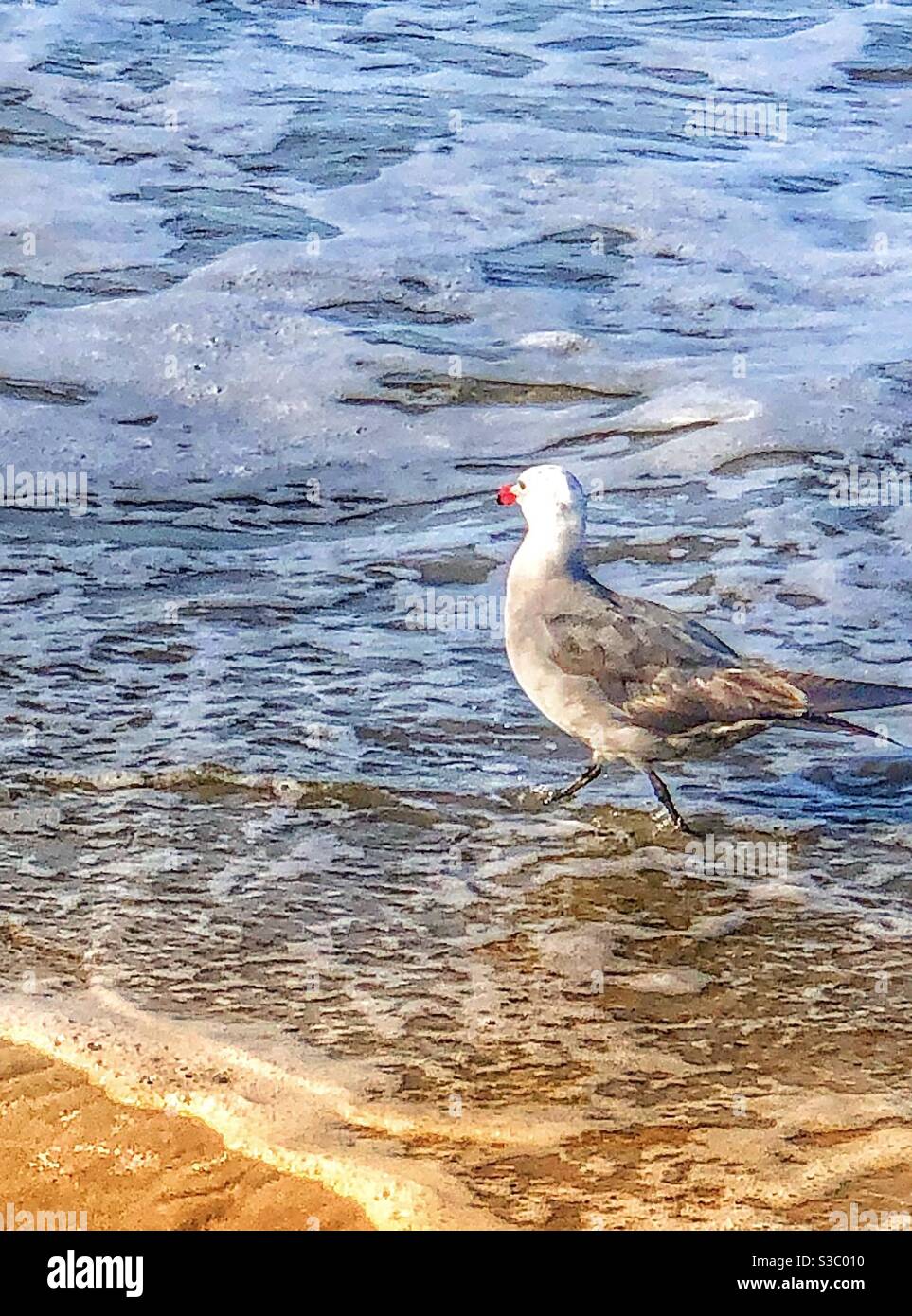 Southern California seagull strutting through the foaming surf of ocean water lapping onto a sandy beach. Stock Photo