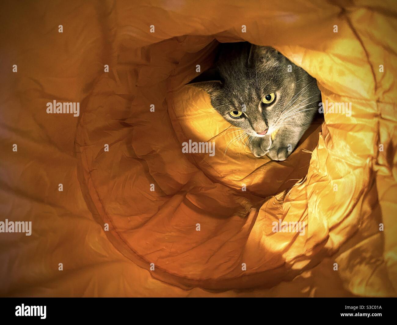 Tabby cat inside cat tunnel. - Smartphone Captured Stock Image