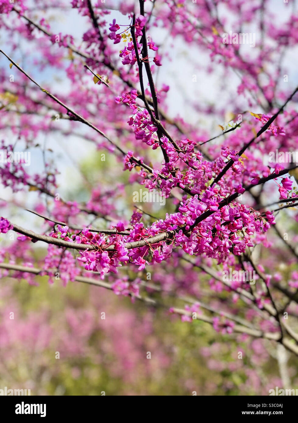 Spring is in the air Stock Photo
