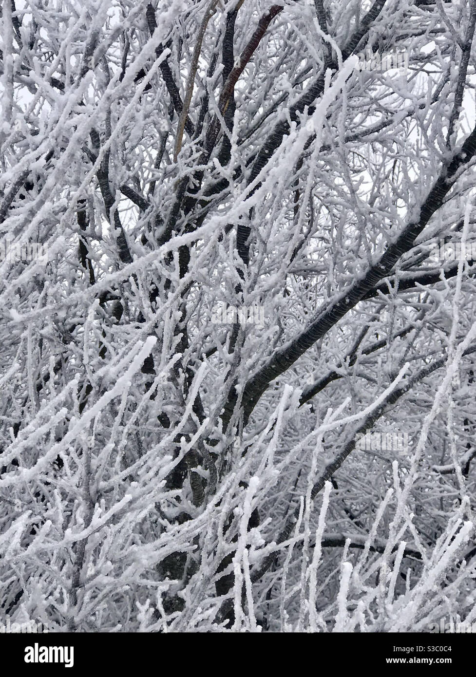 Icy tree Stock Photo