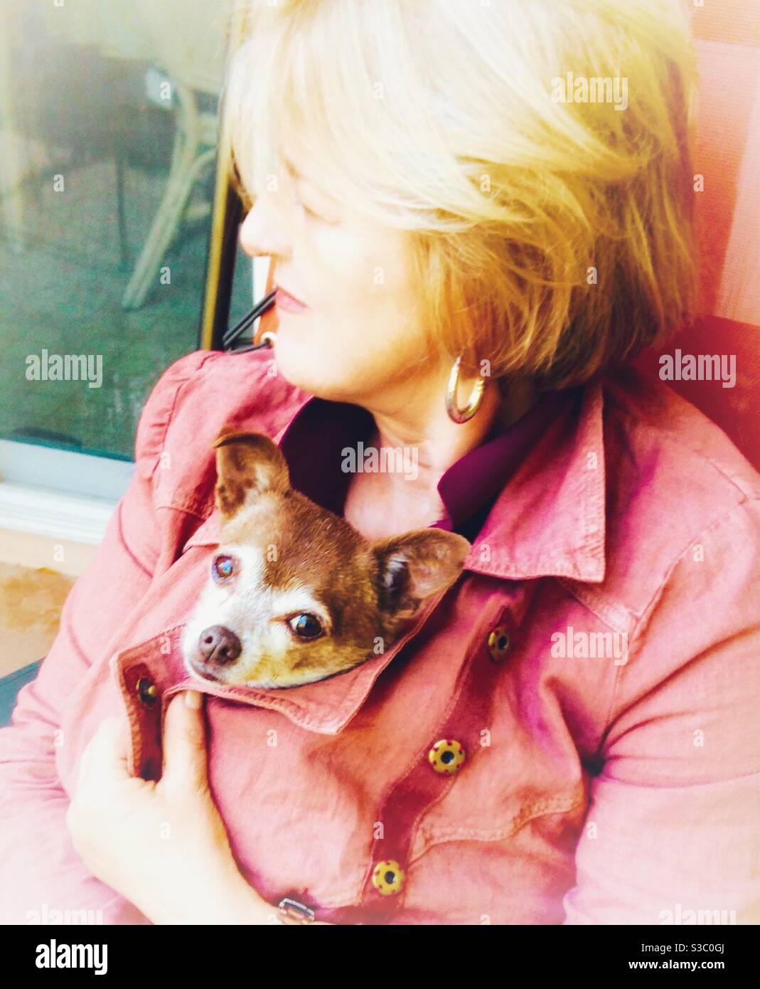 The look of love. A blonde woman snuggling a chihuahua protectively inside her pink jacket. - Smartphone Captured Stock Image