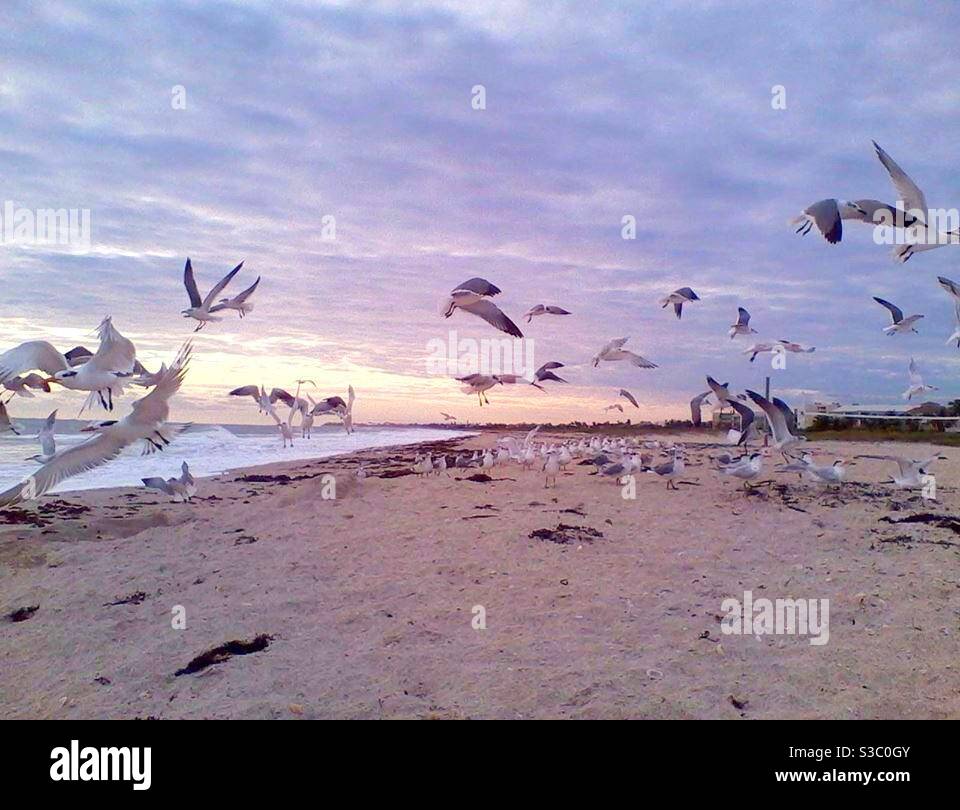 Seagulls swarming the sandy beach in Carpenteria, CA, USA at twilight. - Smartphone Captured Stock Image
