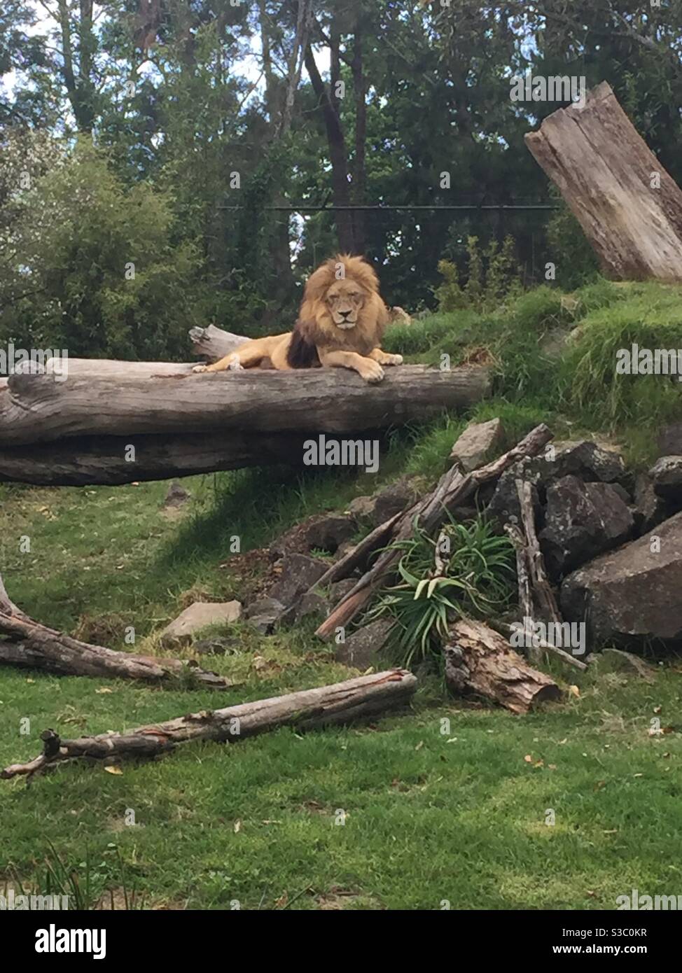 Male lion on rock hi-res stock photography and images - Alamy
