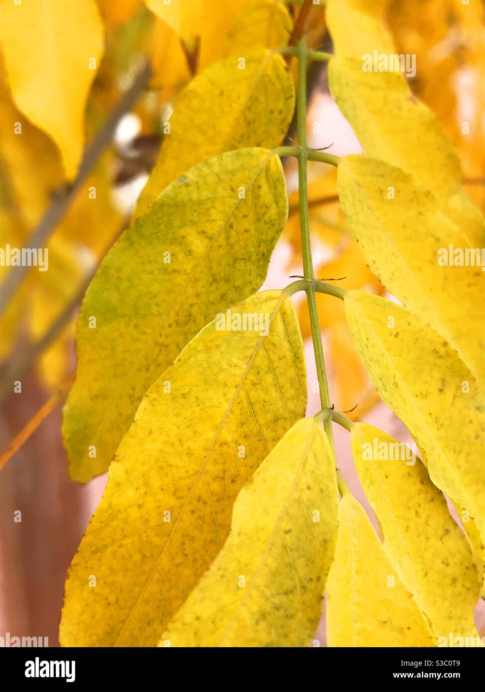 Autumn leaves - Smartphone Captured Stock Image