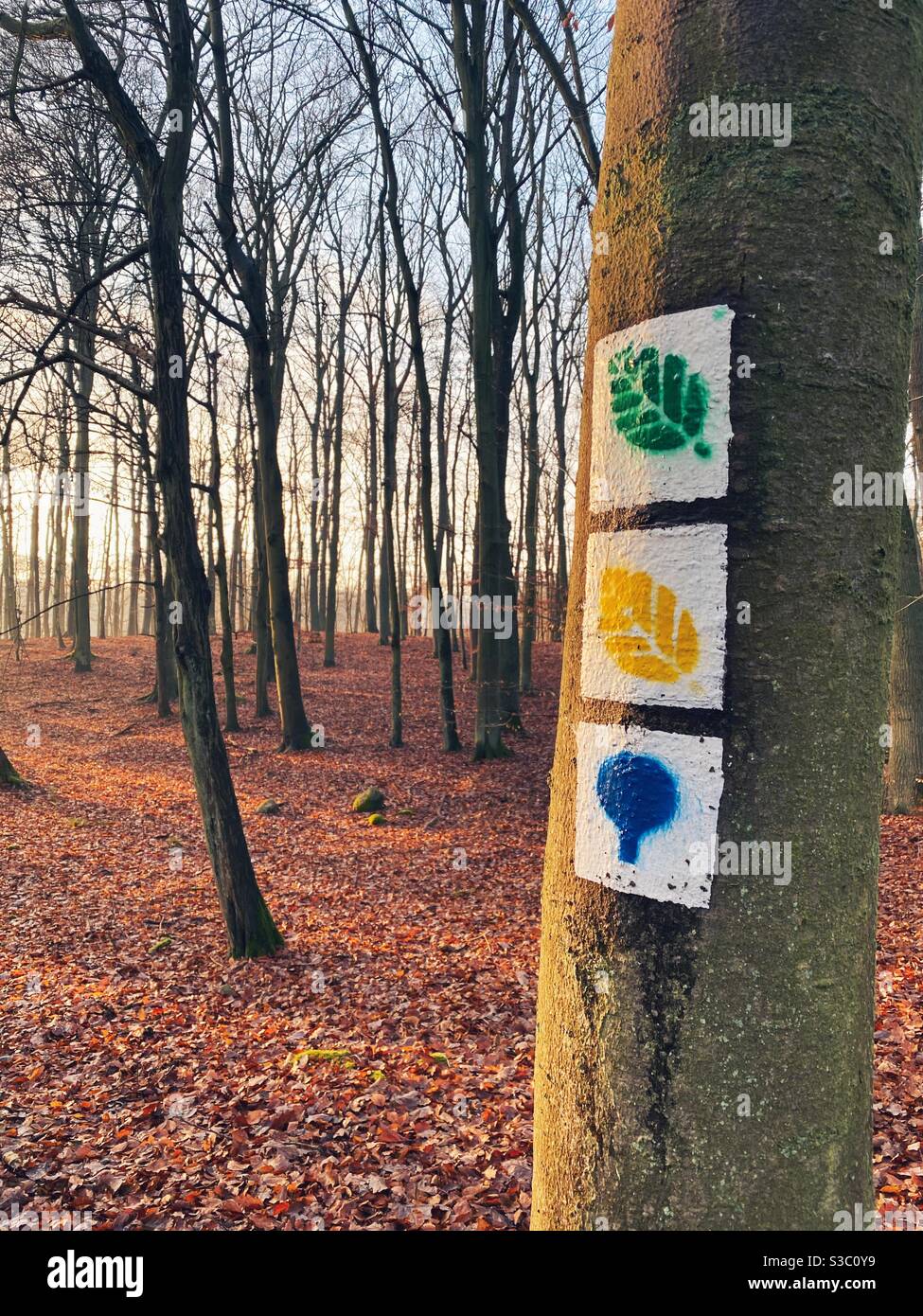 UNESCO natural world heritage site primeval beech forest Grumsin, Brandenburg , Germany - Smartphone Captured Stock Image