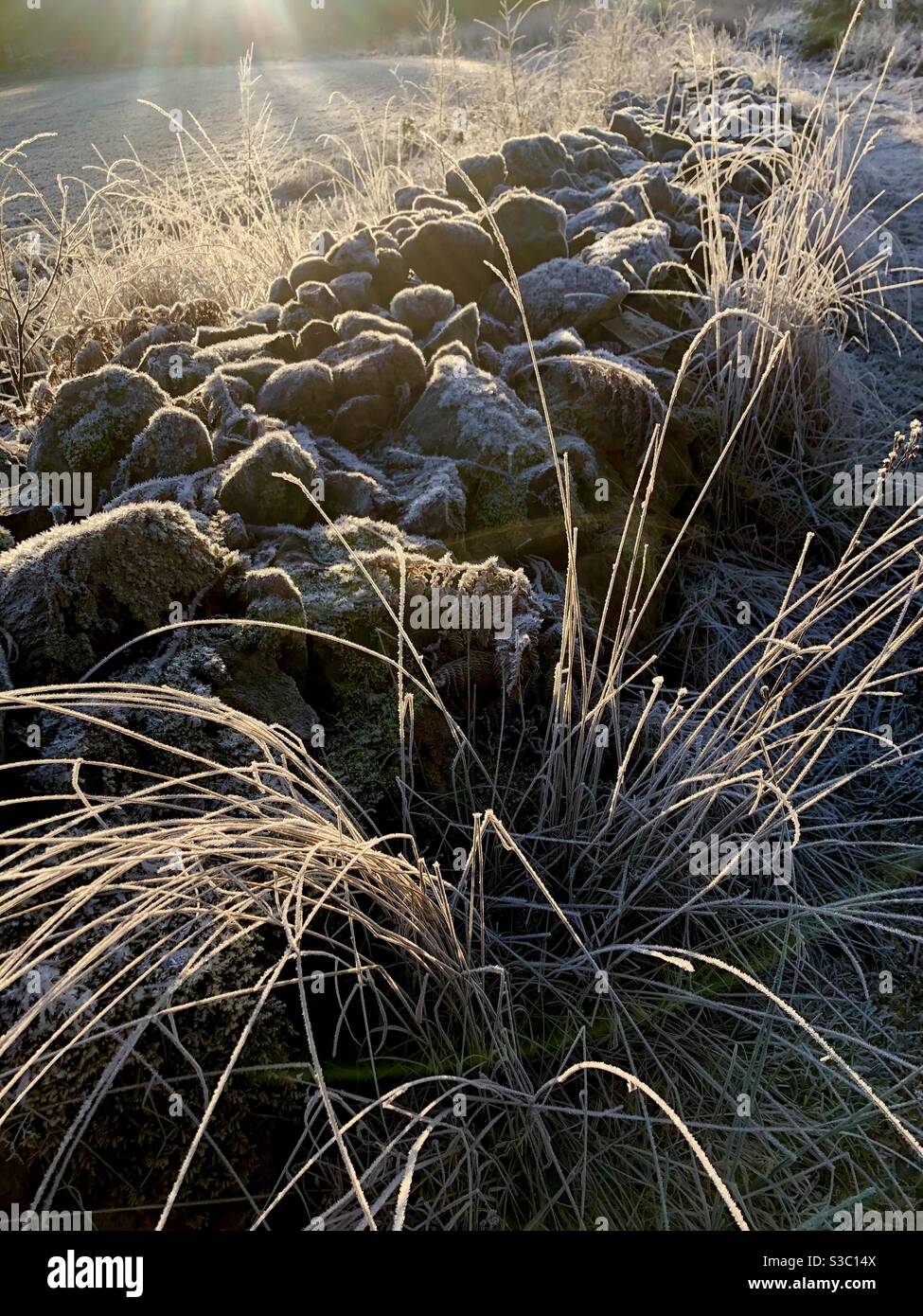 Nordic light at noon. Old dry stone wall and withered grass with hoarfrost. - Smartphone Captured Stock Image
