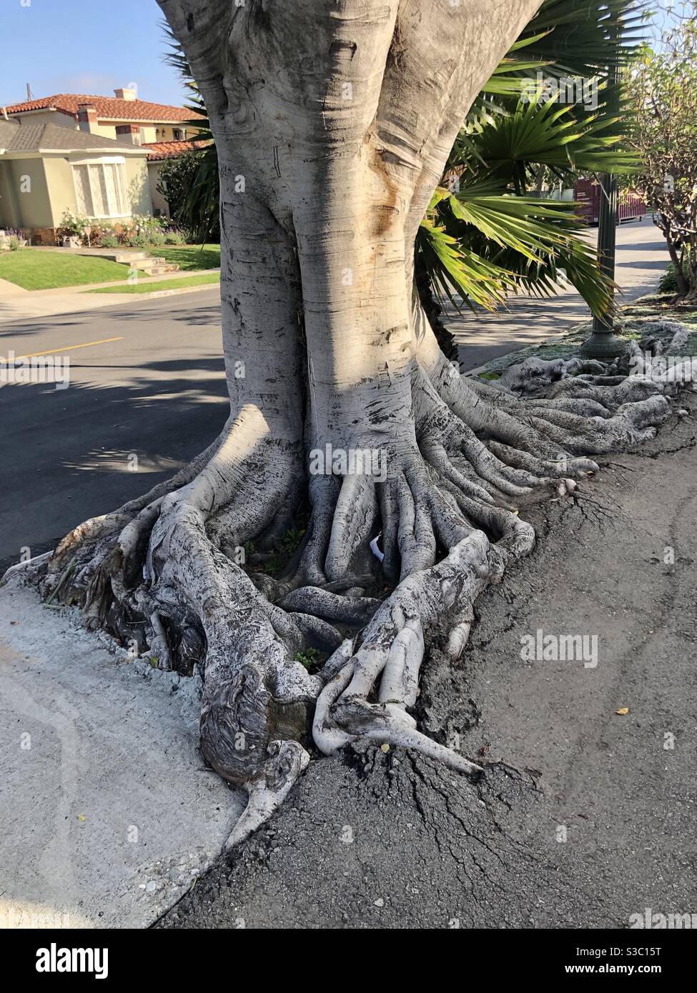 A tree grows in Los Angeles, CA. - Smartphone Captured Stock Image