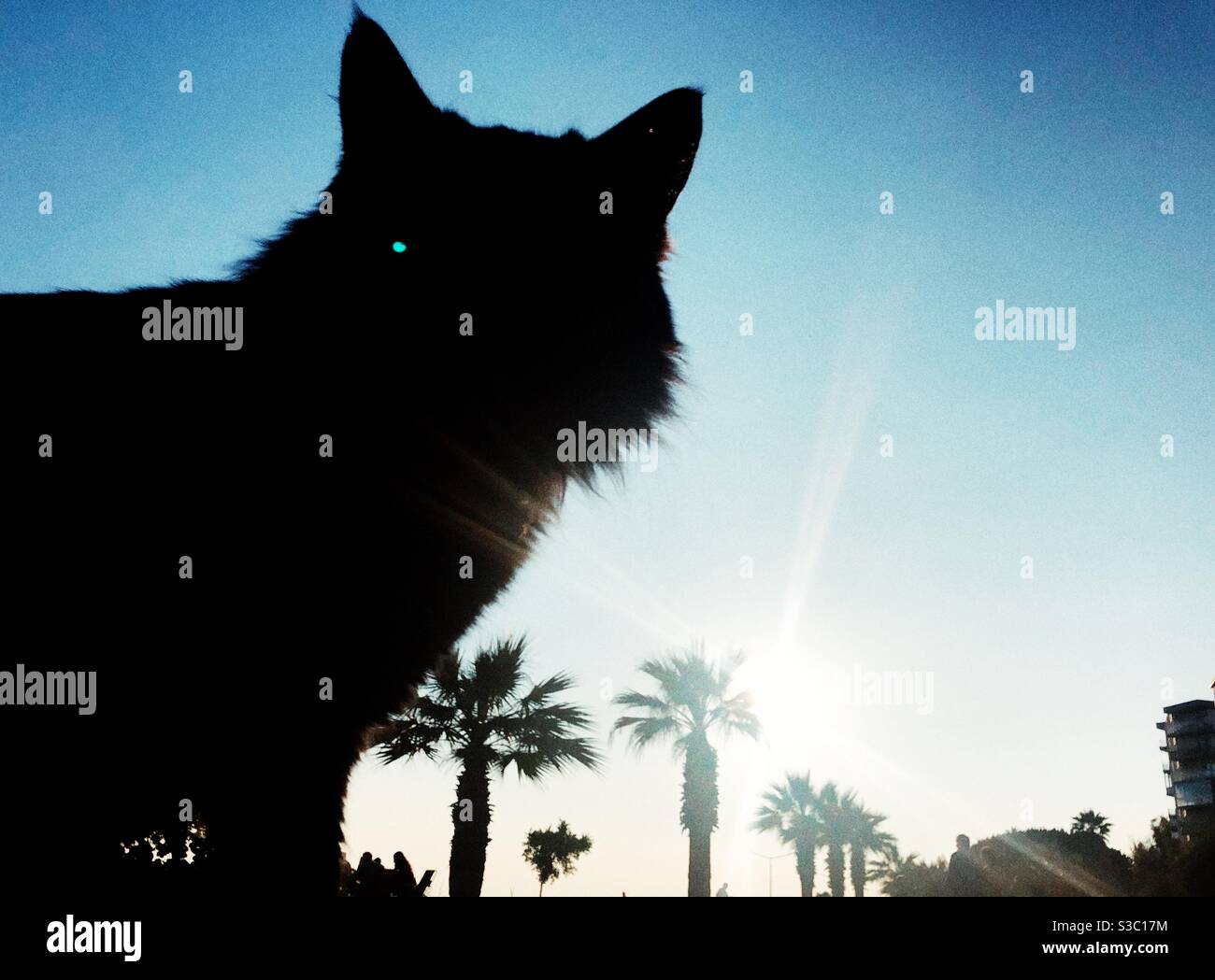 Silhouette of a black cat - Smartphone Captured Stock Image