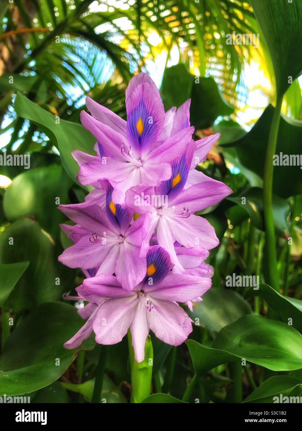 Water Hyacinth Flower In Antigua - Smartphone Captured Stock Image