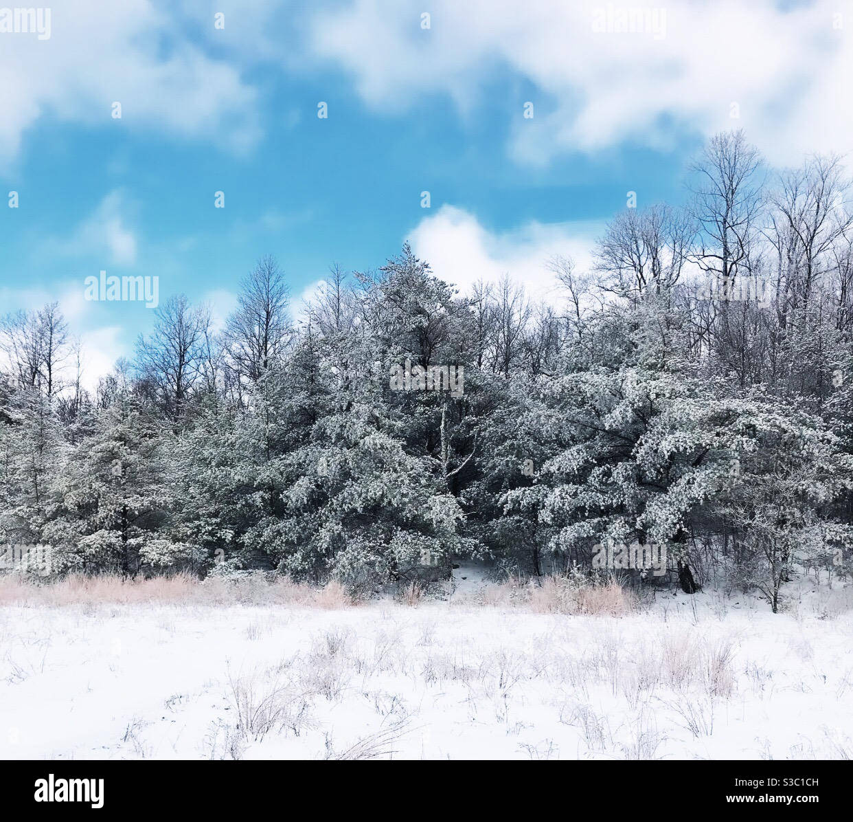 Snow pines Stock Photo