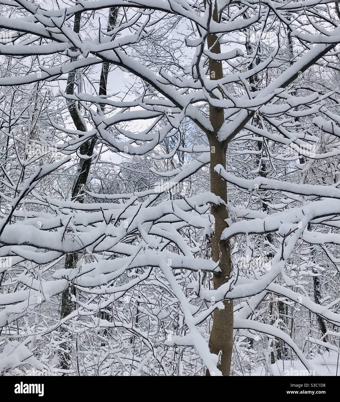 Snowy tree limbs Stock Photo
