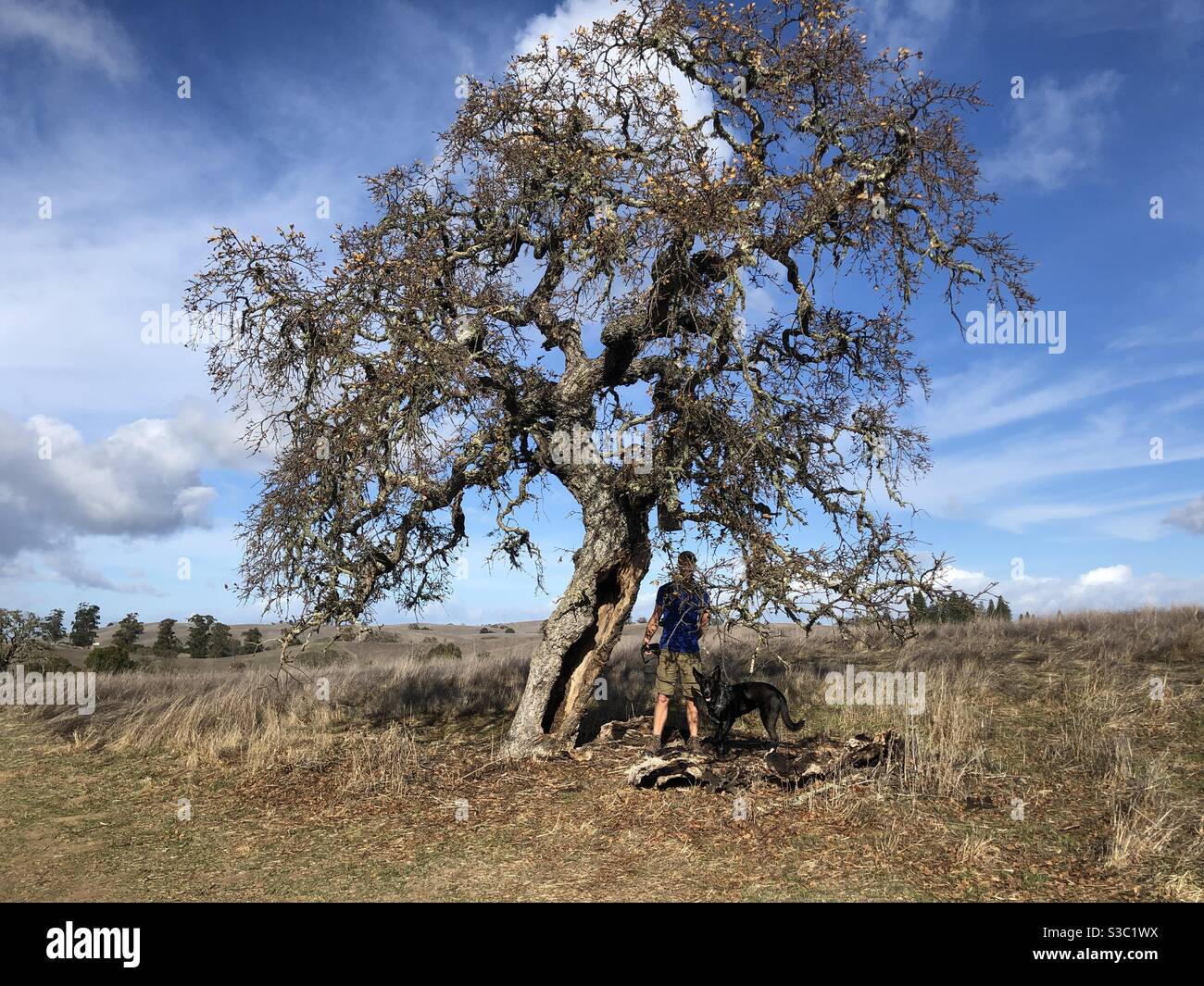 German Oak Tree High Resolution Stock Photography And Images Alamy