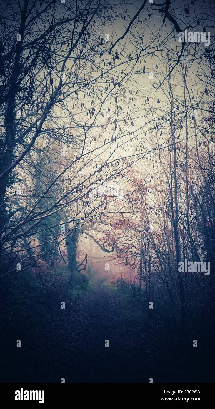 A creepy photograph of a foggy woodland on an autumn day - Smartphone Captured Stock Image