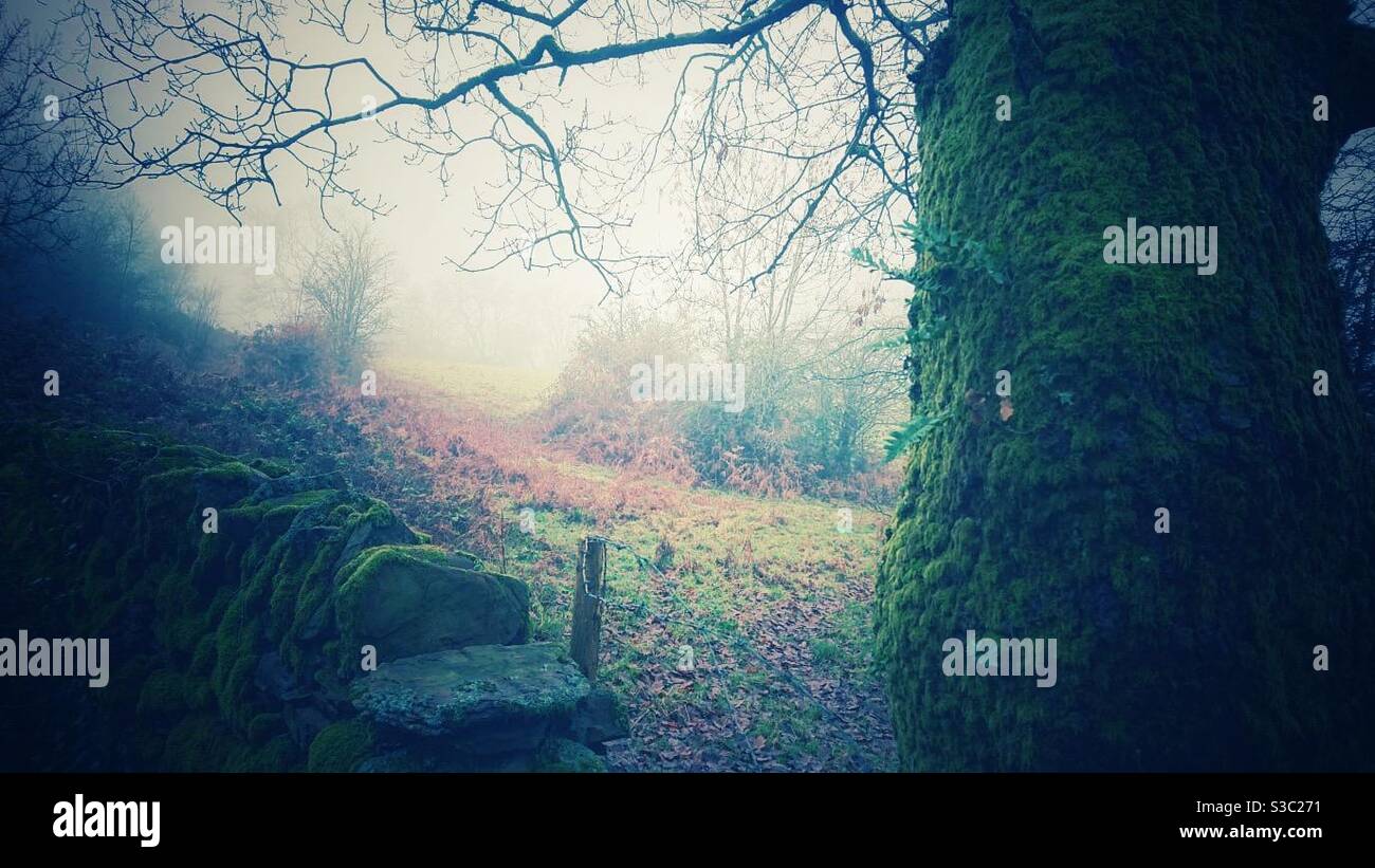 A creepy photograph of a foggy woodland on an autumn day - Smartphone Captured Stock Image