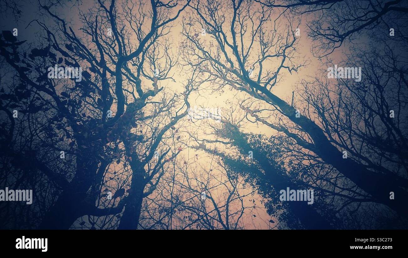 A creepy photograph looking upwards through tree branches in a foggy woodland on an autumn day - Smartphone Captured Stock Image