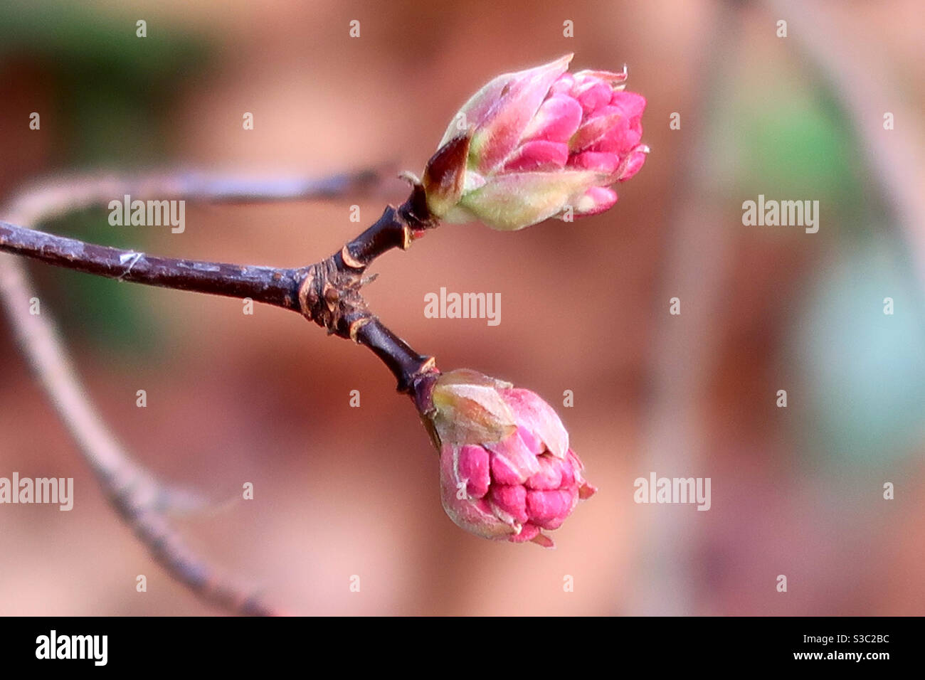 Closeup of pink blossoms Stock Photo