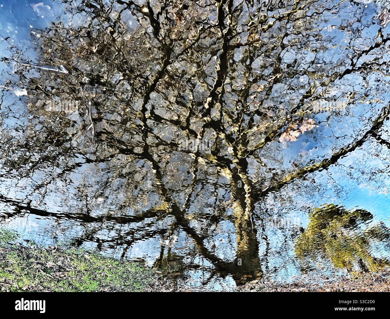 Reflection of a tree in a puddle Stock Photo - Alamy