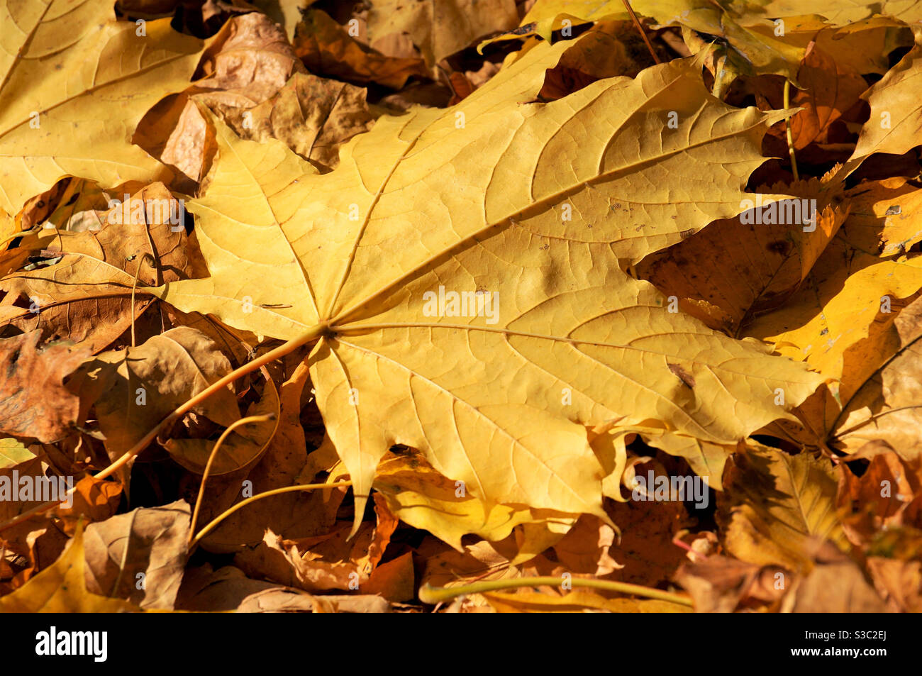 Large yellow fallen maple leaf on an autumn background illuminated by the sun - Smartphone Captured Stock Image