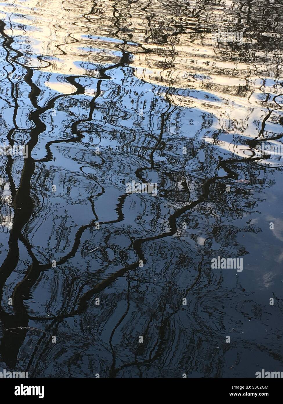 Reflection of tree in water - Smartphone Captured Stock Image